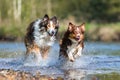 Collie-Mix dog and Australian Shepherd running in a river Royalty Free Stock Photo