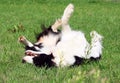 Collie is playing Royalty Free Stock Photo