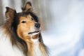 Rough Collie portrait in winter Royalty Free Stock Photo