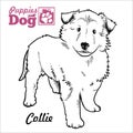 Collie puppy. Drawing by hand, sketch. Engraving style, black and white vector image.