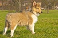 Collie puppy sunny Royalty Free Stock Photo