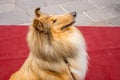 Collie on a red carpet