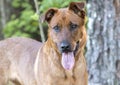 Collie and Retriever mixed breed dog outside on collar and leash Royalty Free Stock Photo