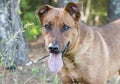 Collie and Retriever mixed breed dog outside on collar and leash Royalty Free Stock Photo