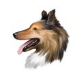 Collie, Rough dog breed isolated on white background digital art illustration. Cute pet hand drawn portrait. Graphic clipart Royalty Free Stock Photo