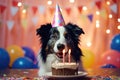 Collie\'s birthday party with cake and balloons Royalty Free Stock Photo