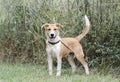 Collie Shepherd mixed breed mutt puppy dog wagging tail Royalty Free Stock Photo