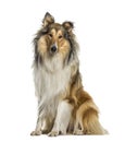 Collie sitting, isolated Royalty Free Stock Photo