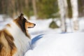 Rough Collie portrait in winter Royalty Free Stock Photo