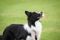 A Collie waiting of signals of his master at dog school