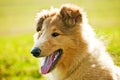 Collie whelp Royalty Free Stock Photo