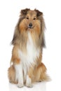 Collie on a white background