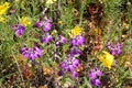 Collinsia heterophylla Royalty Free Stock Photo