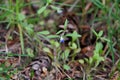 Collinsia parviflora Blue-eyed Mary Flower