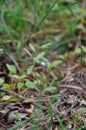 Collinsia parviflora Blue-eyed Mary Flower