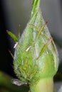 Collony of Macrosiphum rosae the rose aphid on the rose bud. It is a species of sap-sucking insect in the family Aphididae. Royalty Free Stock Photo