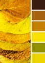 Collor palette of natural yellow autumn linden leaves Royalty Free Stock Photo