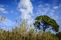 Collserola Park in Barcelona Royalty Free Stock Photo