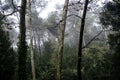 Collserola Park in Barcelona, Spain Royalty Free Stock Photo