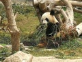 Macao Giant Panda Pavilion Coloane Panda eating bamboo Royalty Free Stock Photo