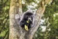 Colobinae also gray Langur eating fruit long tailed monkey on the tree