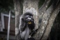 Colobinae also gray Langur eating fruit long tailed monkey on the tree Royalty Free Stock Photo