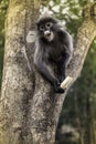 Colobinae also gray Langur eating fruit long tailed monkey on the tree