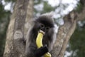 Colobinae also gray Langur eating fruit long tailed monkey on the tree