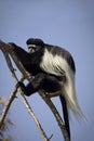 Colobus Royalty Free Stock Photo