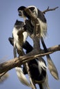 Colobus guereza