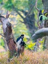Colobus guereza Royalty Free Stock Photo