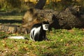 Colobus guereza