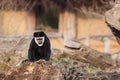 Colobus Guereza Monkey