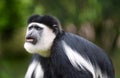 Colobus Monkey Royalty Free Stock Photo