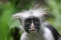 Colobus Monkey Royalty Free Stock Photo