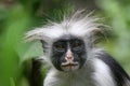 Colobus Monkey