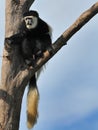 Colobus Monkey Royalty Free Stock Photo