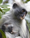 Colobus Monkey & Child Royalty Free Stock Photo