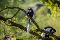 Colobus Monkey Colobus angolensis Royalty Free Stock Photo