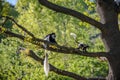 Colobus Monkey Colobus angolensis