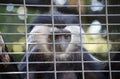 Colobus Monkey looking at people through the cage Royalty Free Stock Photo