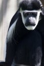 Colobus Monkey