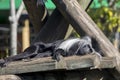 Colobus Monkey Sunning Himself Royalty Free Stock Photo