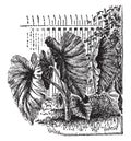 Colocasia Antiquorum Esculenta vintage illustration Royalty Free Stock Photo
