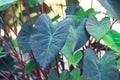 Colocasia Black Magic, Black color and heart shape leaf plant