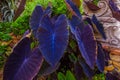 Colocasia Black Magic. Black Elephant Ear Plant Plant black elephant ear plant or taro. Colocasia esculenta Black Magic