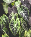 Colocasia Black Magic leaves on dark background