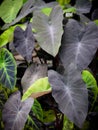 Colocasia Black Magic leaves in plant shop