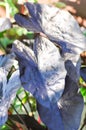 Colocasia black ripple , Colocasia or black Colocasia