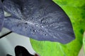 Colocasia black ripple , Colocasia or black Colocasia plant and Colocasia esculenta or colocasia black coral